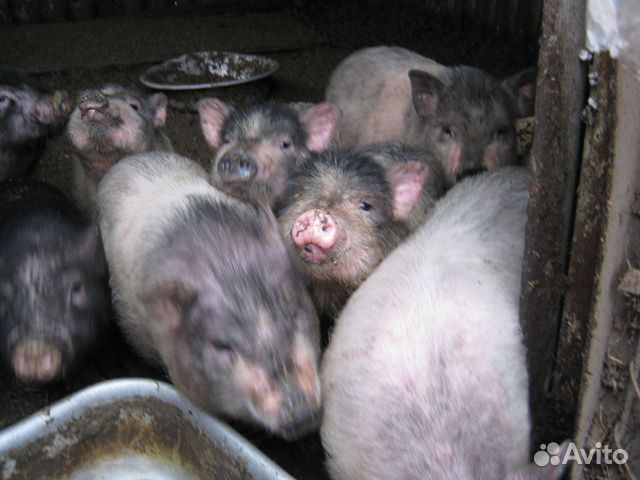 Вьетнамские свини на мясо и свинки купить на Зозу.ру - фотография № 3