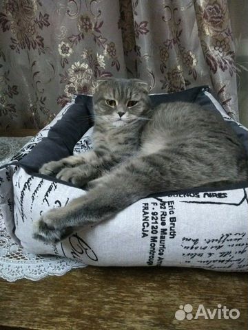 Котята купить на Зозу.ру - фотография № 4