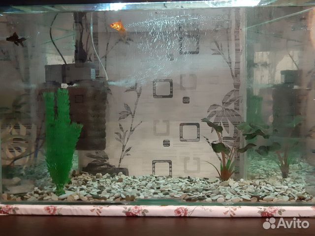 Аквариум с рыбками (100-150л) купить на Зозу.ру - фотография № 2
