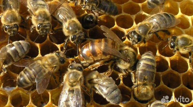 Пчелы на высадку. Карпатка купить на Зозу.ру - фотография № 1