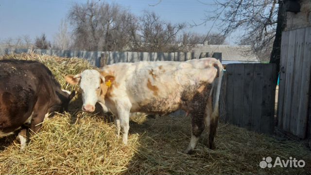 Корова дойная купить на Зозу.ру - фотография № 2