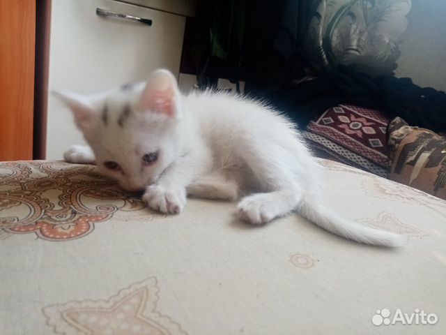 Маленькие котята ищут дом купить на Зозу.ру - фотография № 5