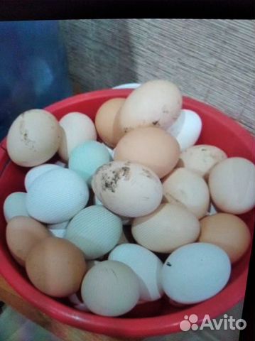 Яйцо тульское купить
