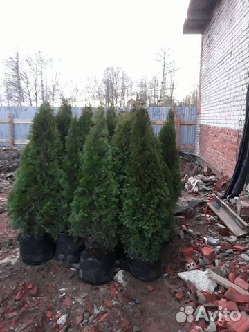 Туя западная смарагд Туя западная смарагд