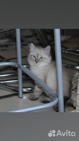 Продаю котят породы Невская маскарадная Продаю котят породы Невская маскарадная
