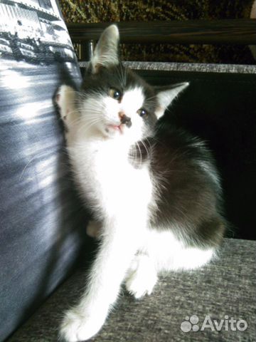Котятки 2 мес