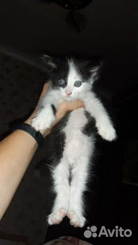 Котята в добрые руки Котята в добрые руки