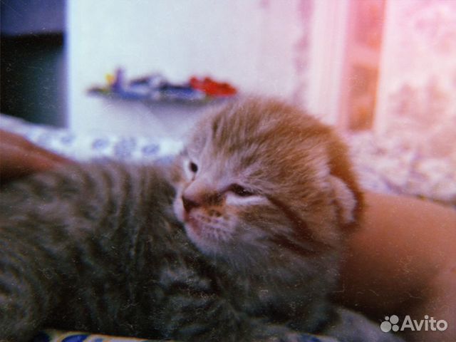 Кошка