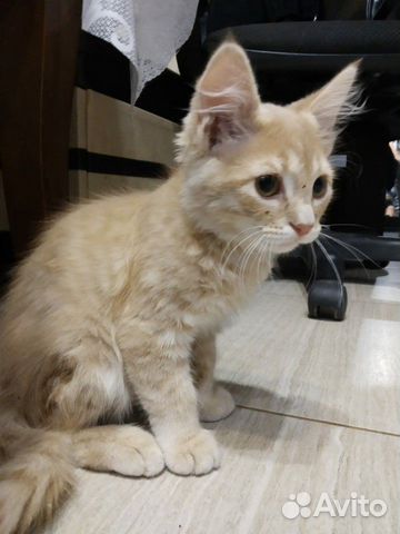 Котенок в доьрые руки Котенок в доьрые руки