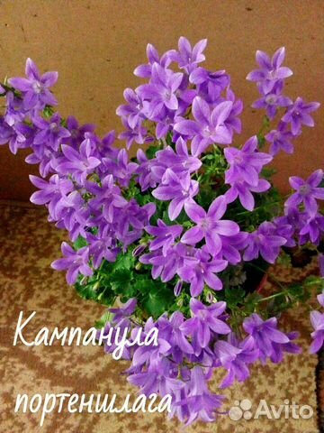 Кампанулы (1 часть)