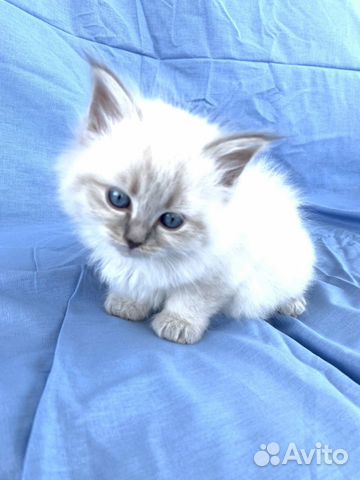 Котята Невские Маскарадные Котята Невские Маскарадные
