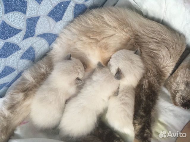Котята невские маскарадные