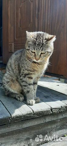 Котик