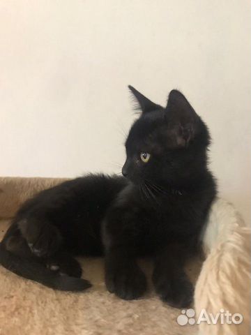Котенок ищет дом Котенок ищет дом