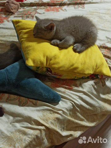 Шотландские котята Шотландские котята