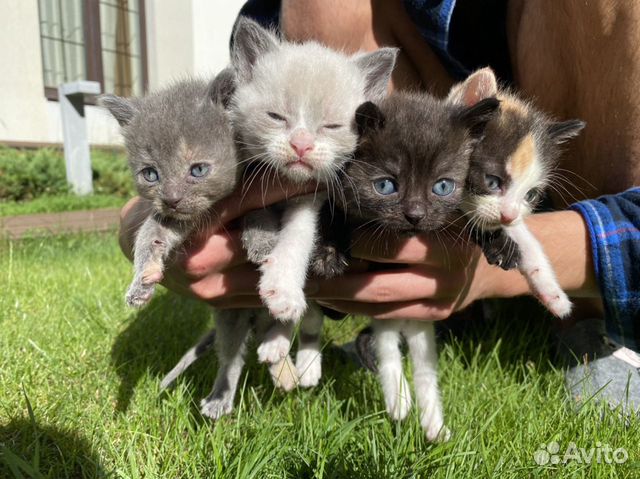 Котята в поисках любящих хозяев Котята в поисках любящих хозяев