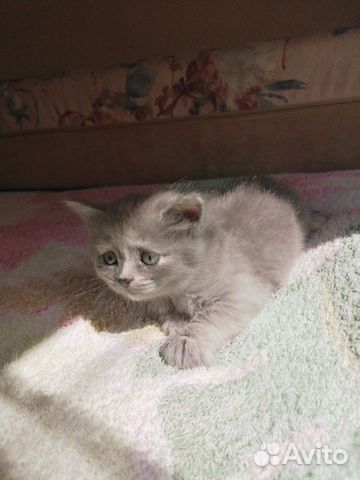 Котёнок