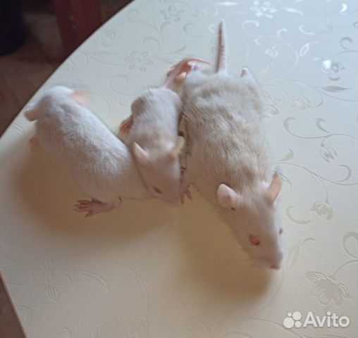 Крыса