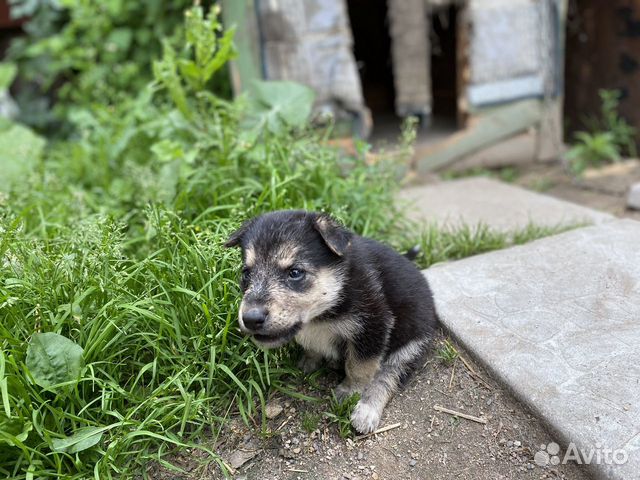 Щенок в добрые руки