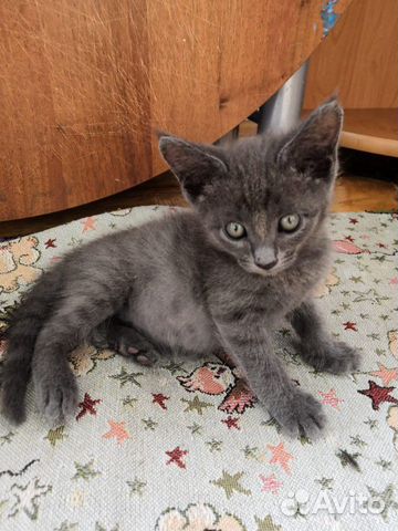 Чудесный котёнок мальчик в добрые руки Чудесный котёнок мальчик в добрые руки