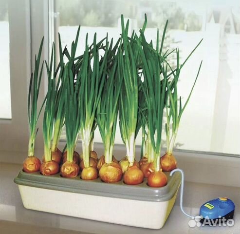 Луковое счастье Луковое счастье