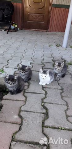 Кошки
