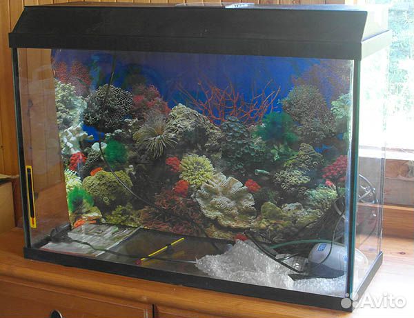 Узкий аквариум 70 литров 70x24x50 купить на Зозу.ру - фотография № 3