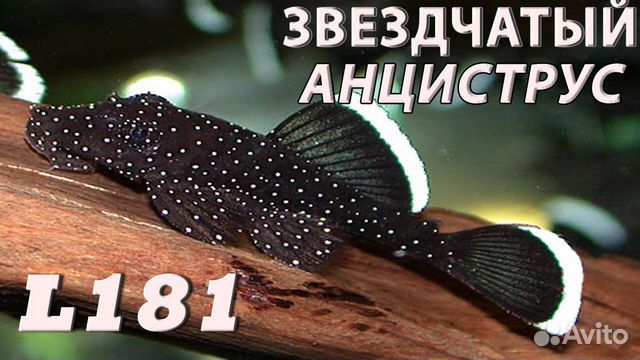 Звездчатый анциструс (Ancistrus sp. L-181)