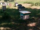 Продам пчелосемьи с ульями, пасеку объявление продам