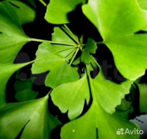 Гинкго билоба