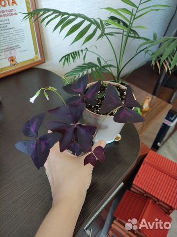 Оксалис пеларгония