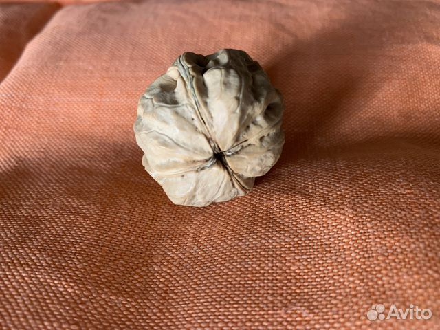 Четырехстворчатый четырехдольный орех