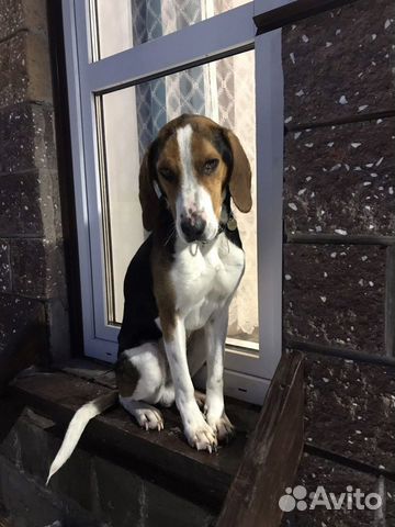 Вязка эстонская гончая