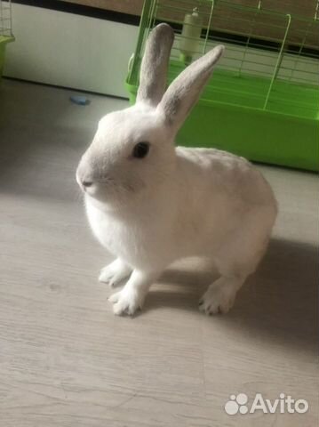 Белый кролик для фотографий