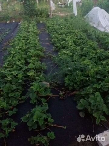 Саженцы клубники сортов ой (малина, ежевика)