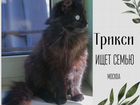 Пушистая ласковая черная кошка бесплатно объявление продам