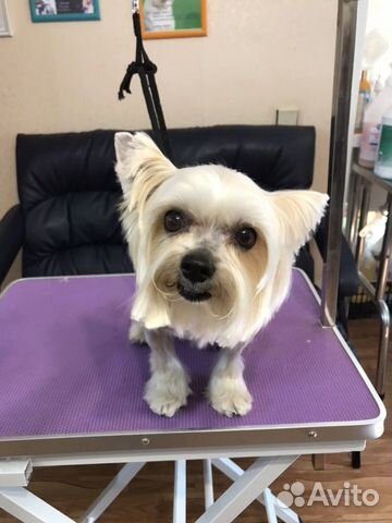 Стрижка собак (груминг)