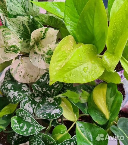 Сциндапсусы, Эпипремнумы, Филодендрон Бразил,Малай