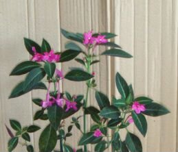 Руэллия ярко розовая