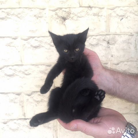 Котята черные, в добрые руки