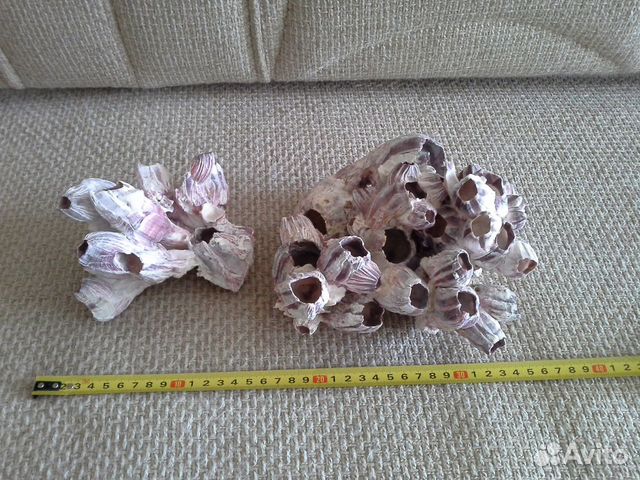 Морские кораллы