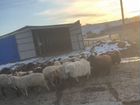 Овцы барашки объявление продам