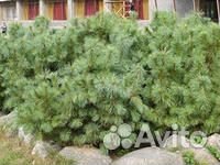 Кедровый стланик (Pinus pumila)