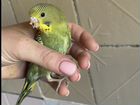 Птенцы волнистый попугай объявление продам
