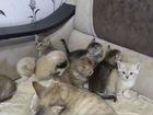 Котята тайской кошки и невской маскарадной объявление продам