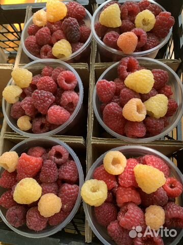 Саженцы малины