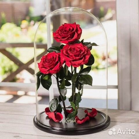 Роза в колбе. Живая