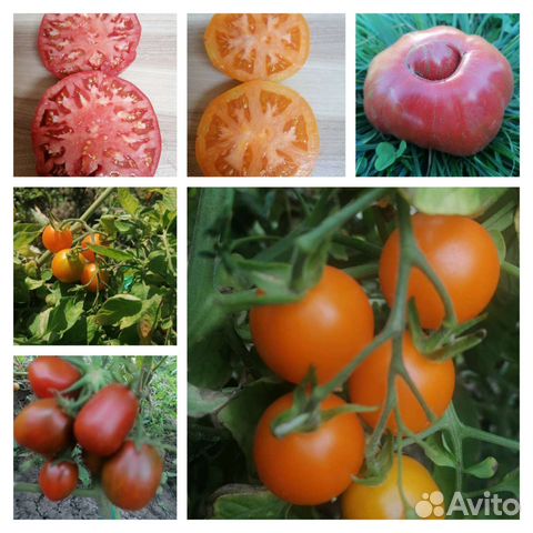 Семена томатов сортовые