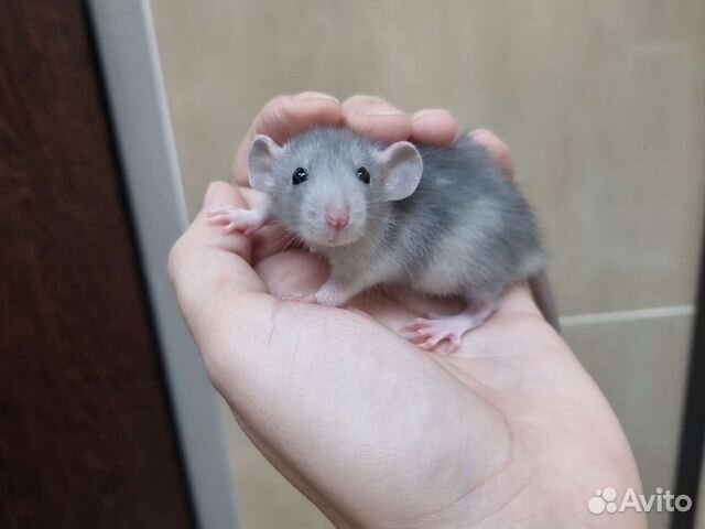Крысята крыса дамбо хаски голубые шоколад