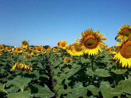 Семена подсолнечника Сорт: Союз репродукция элита